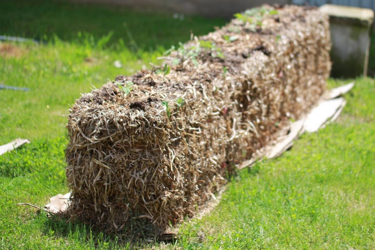 Straw Bale Gardens Temporary, Productive Raised Garden Beds The Seed